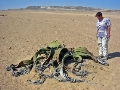 Вельвічія дивовижна - Пустеля Наміб - Намібія, пам'ятки Намібії, дивовижні  рослини всього світу, Атлас Тур, туристичне агентство